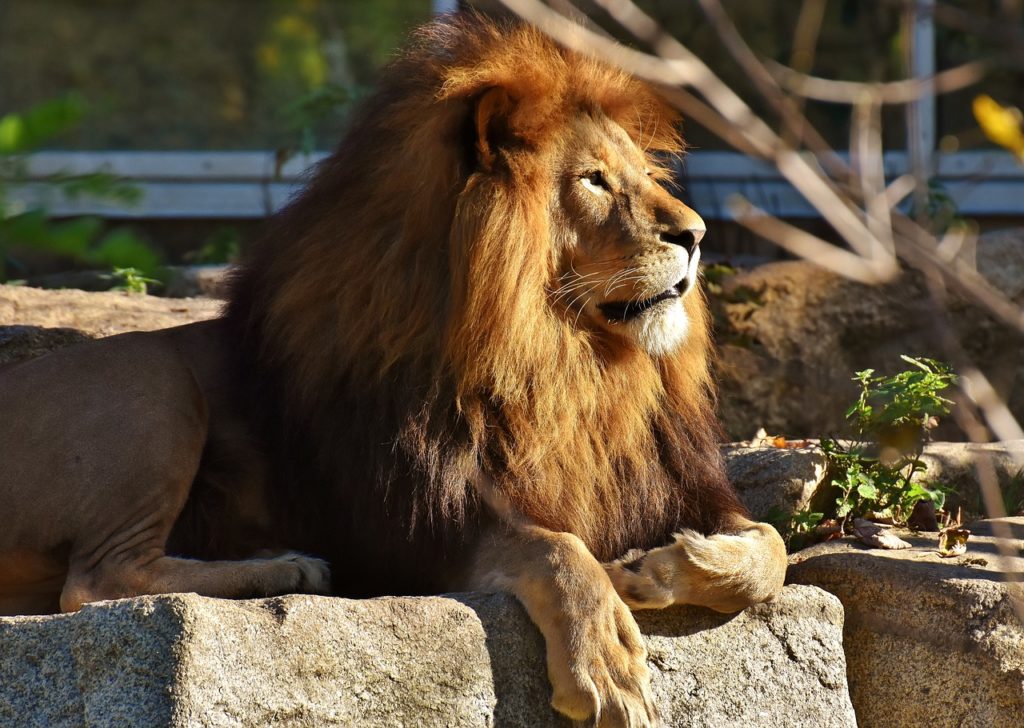 zvieracie atrakcie - prechádzka s levmi